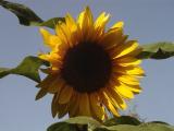Bilder
